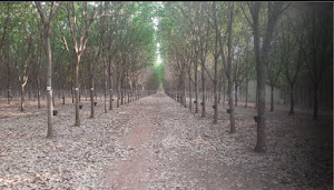 imagem 3 - Fazenda à venda, 366 Alqueires,  a venda por R$ 70.000.000 - Cassilândia - Mato Grosso do Sul/ MS imagem 3 - Fazenda à venda, 366 Alqueires,  a venda por R$ 70.000.000 - Cassilândia - Mato Grosso do Sul/ MS