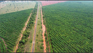 imagem 1 - Fazenda à venda, 366 Alqueires,  a venda por R$ 70.000.000 - Cassilândia - Mato Grosso do Sul/ MS imagem 1 - Fazenda à venda, 366 Alqueires,  a venda por R$ 70.000.000 - Cassilândia - Mato Grosso do Sul/ MS